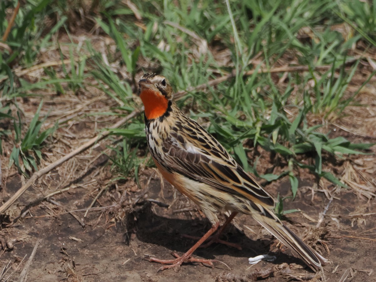 Rosy-throated Longclaw - ML635641627