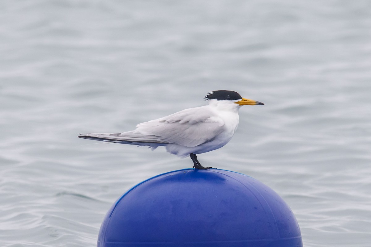Chinese Crested Tern - ML635641629