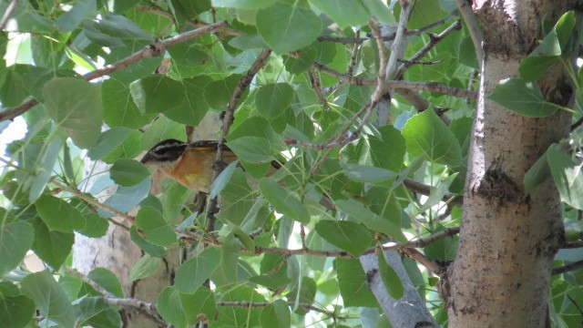 Black-headed Grosbeak - ML635641653