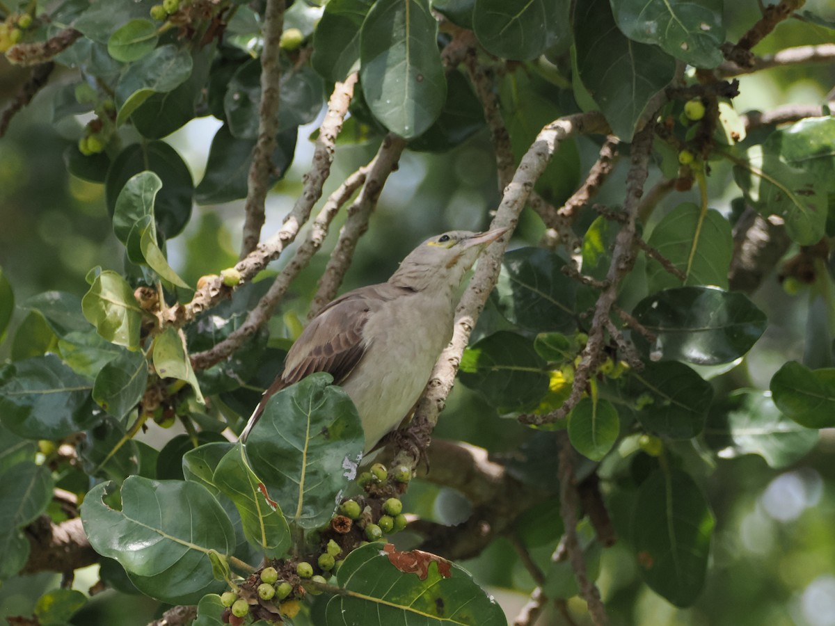 Wattled Starling - ML635641704