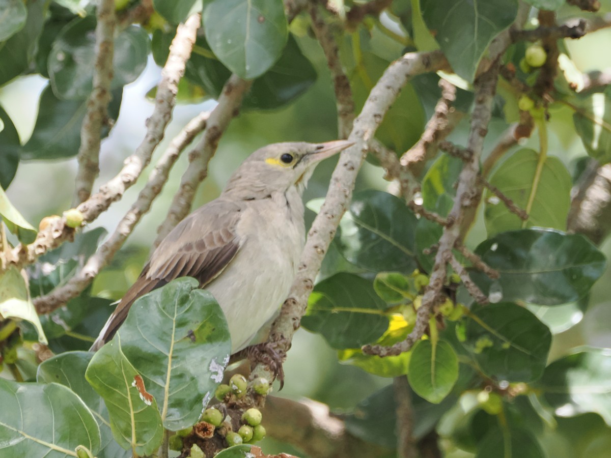 Wattled Starling - ML635641705