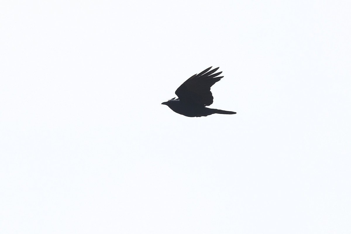 Fish Crow - ML635641757