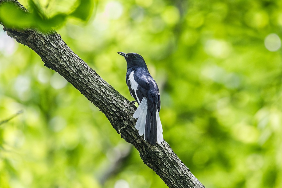 Oriental Magpie-Robin - ML635641768