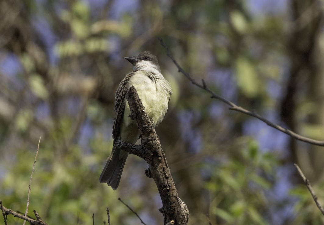 Thick-billed Kingbird - ML635641929