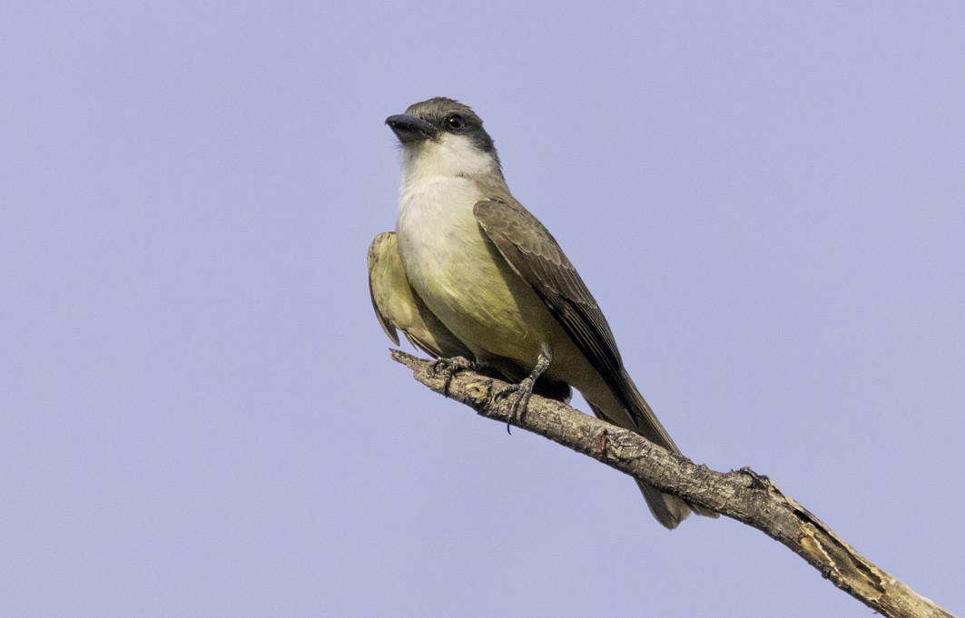 Thick-billed Kingbird - ML635641937