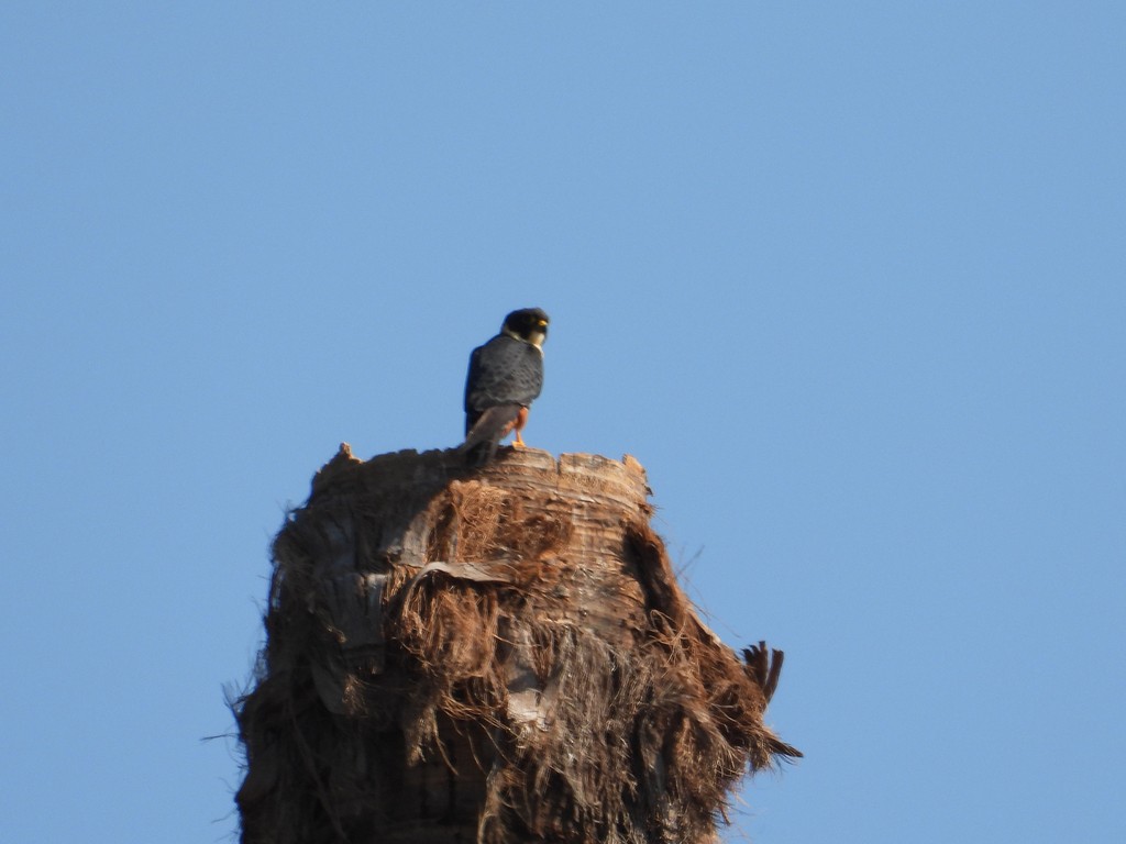 Bat Falcon - ML635641938