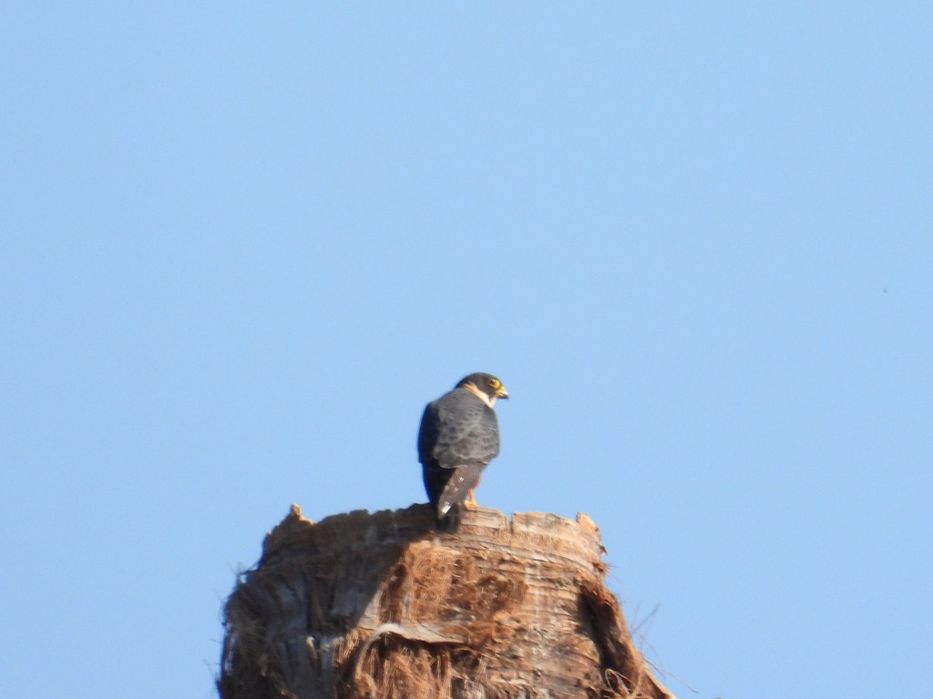 Bat Falcon - ML635641939