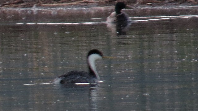 Mallard - ML635641953