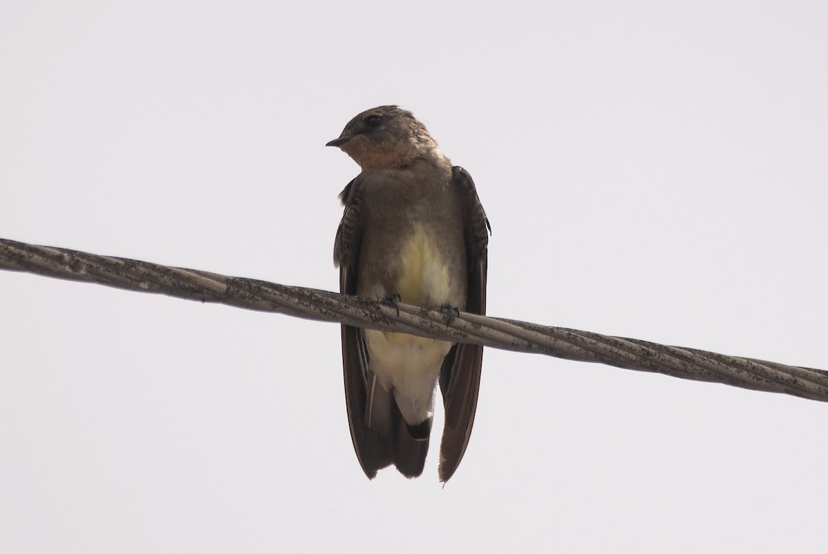 Southern Rough-winged Swallow - ML635641966