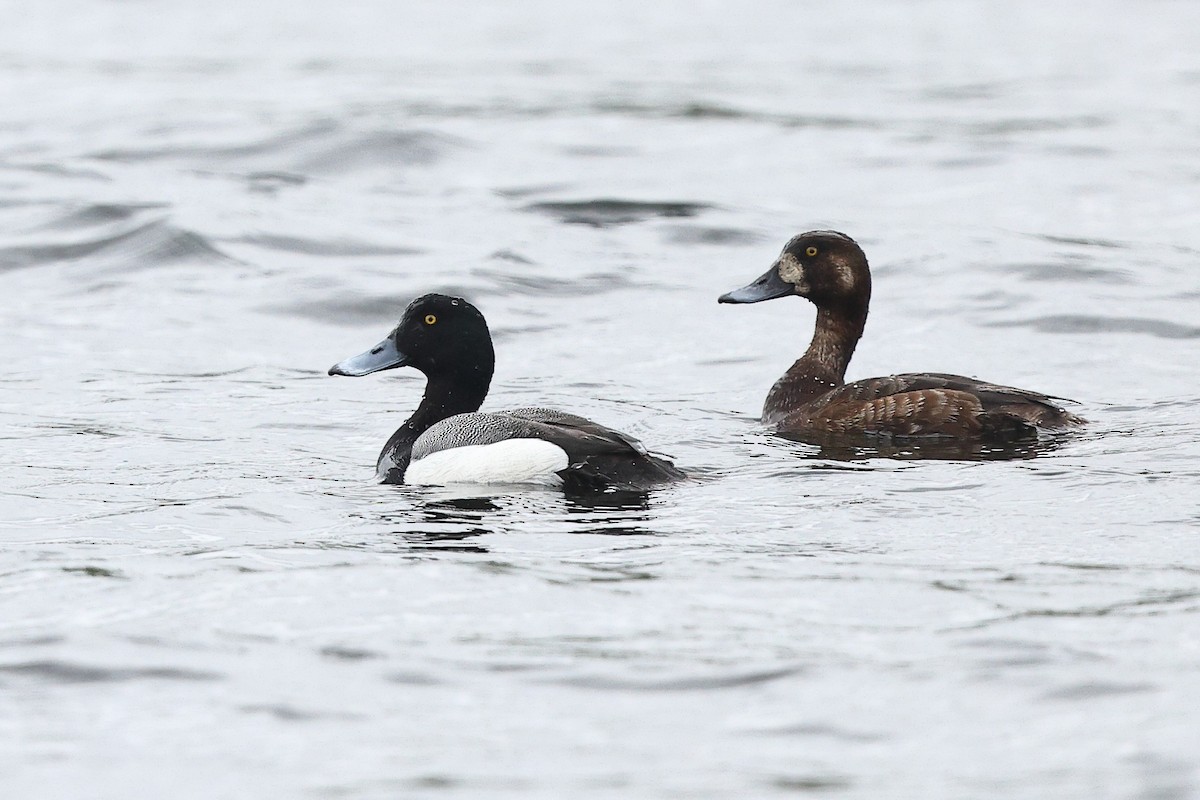 Greater Scaup - ML635642025