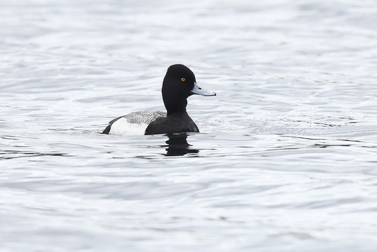 Lesser Scaup - ML635642029