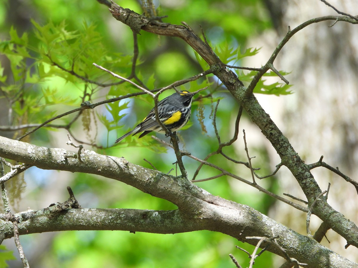Yellow-rumped Warbler - ML635642170