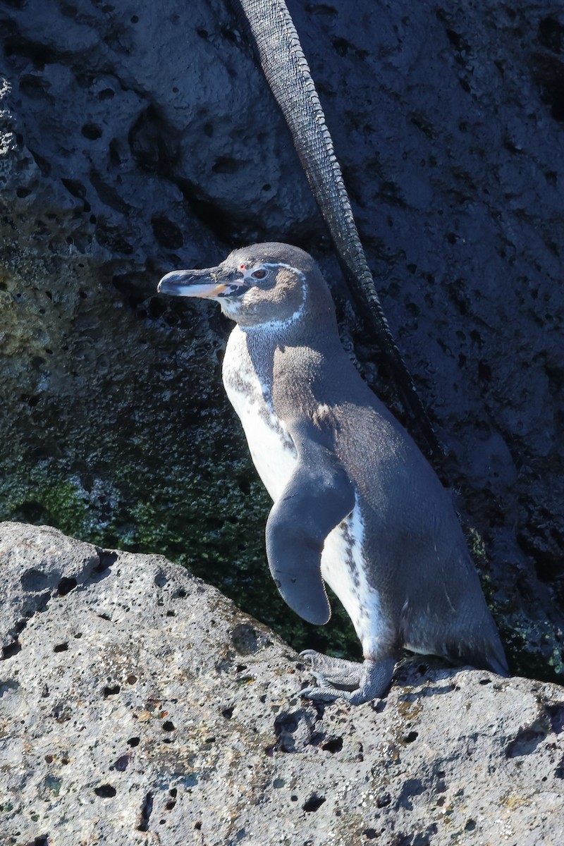 tučňák galapážský - ML635642310