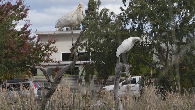 Yellow-billed Spoonbill - ML635642321