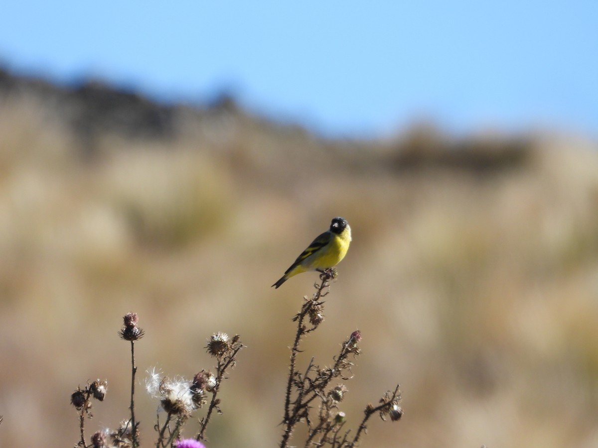 Hooded Siskin - ML635642363