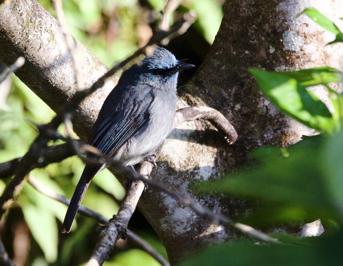 Dull-blue Flycatcher - ML635642387