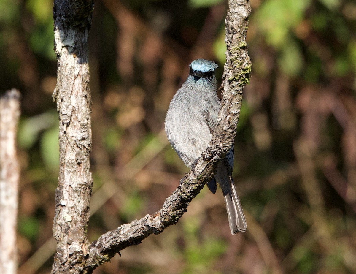 Dull-blue Flycatcher - ML635642395