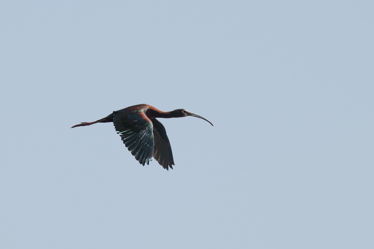 ibis americký - ML635642416