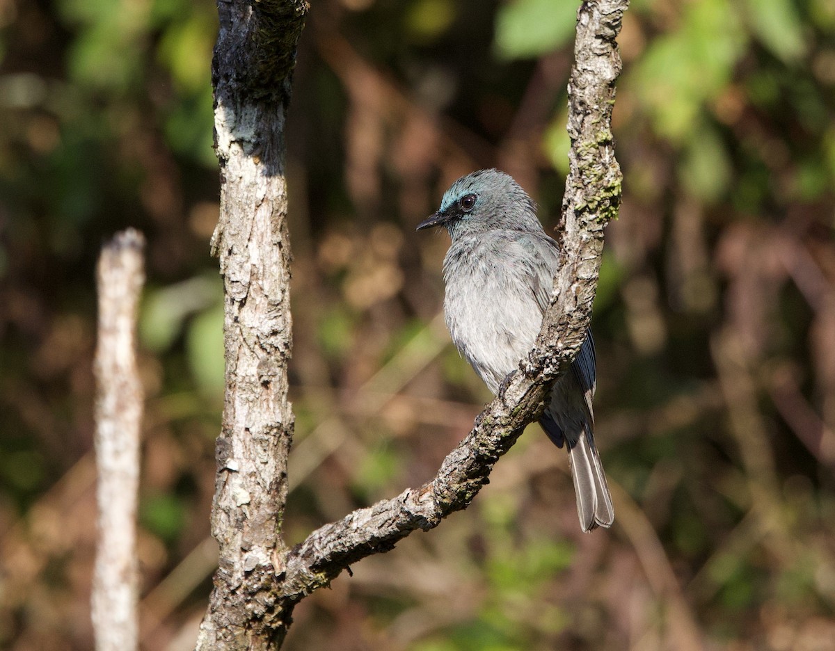 Dull-blue Flycatcher - ML635642431