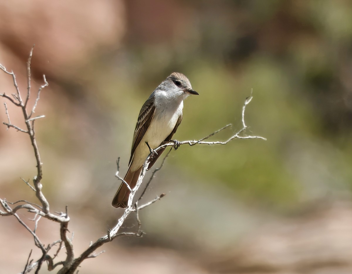 Ash-throated Flycatcher - ML635642470