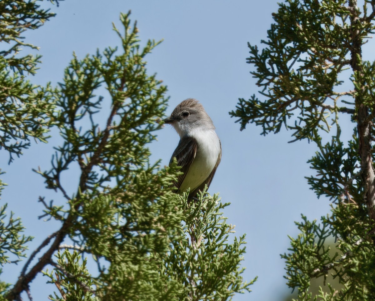 Ash-throated Flycatcher - ML635642471