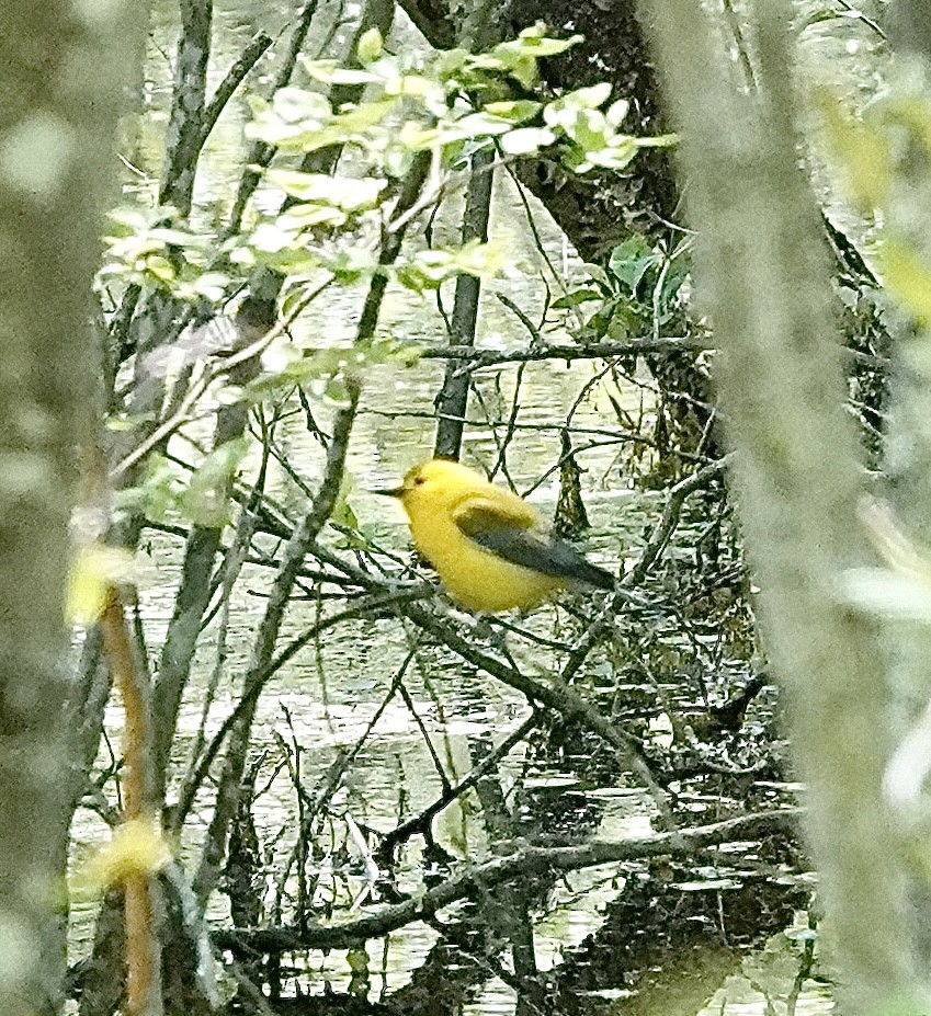Prothonotary Warbler - ML635642512