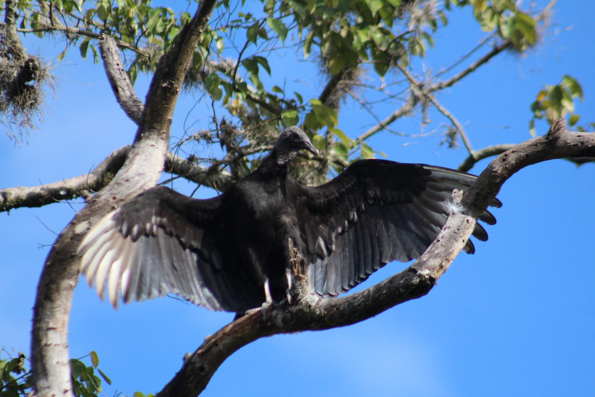 Black Vulture - ML635642582