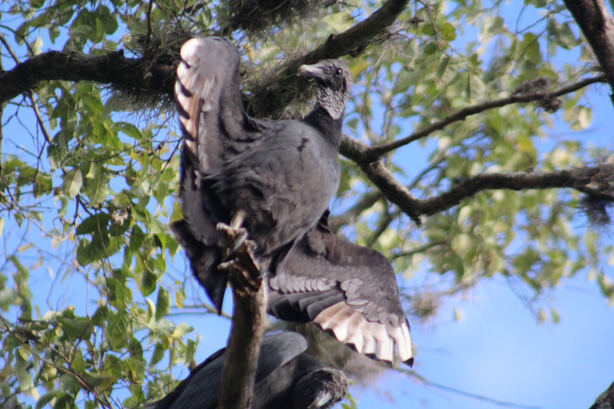 Black Vulture - ML635642583