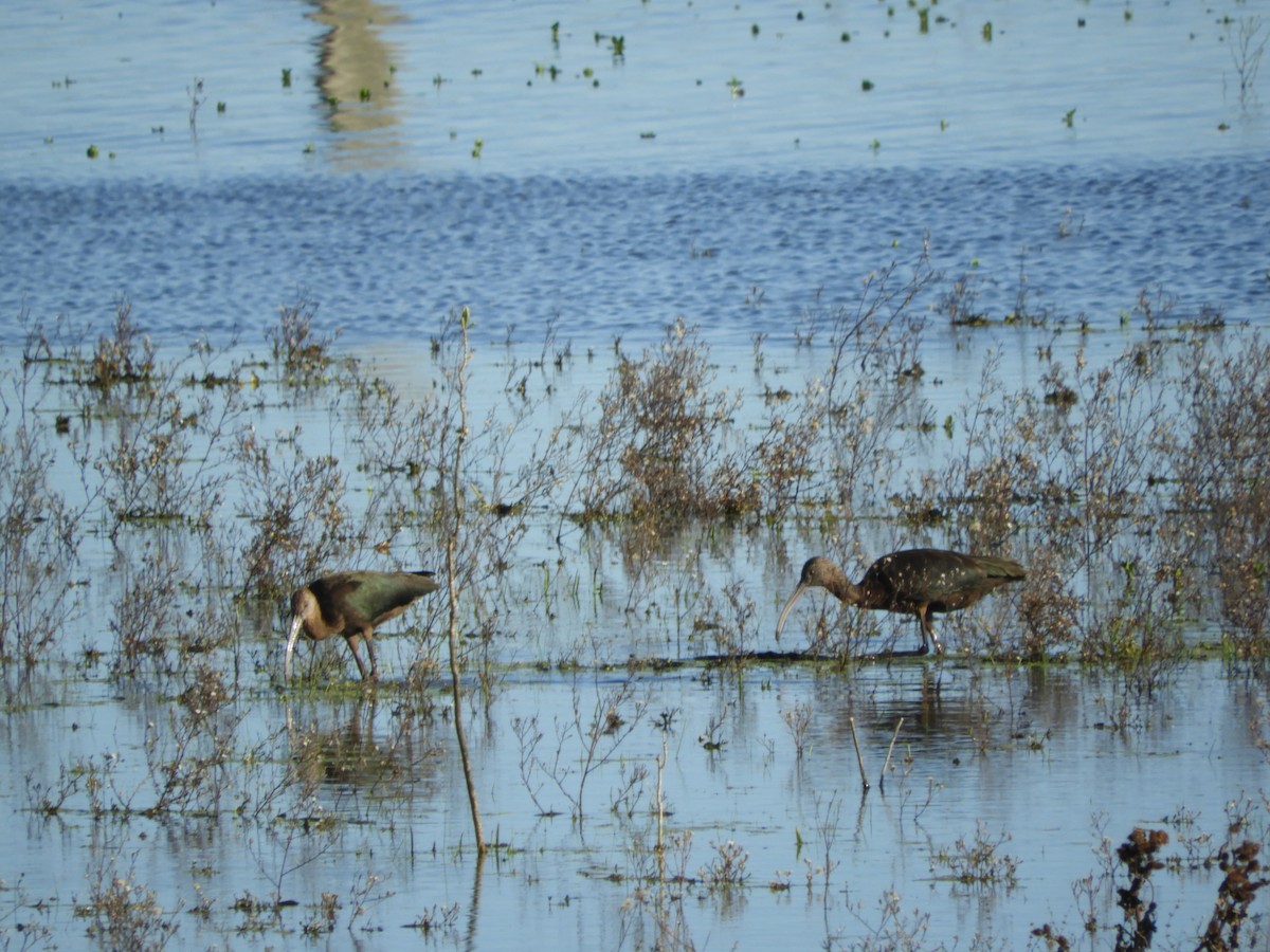 ibis americký - ML635642701