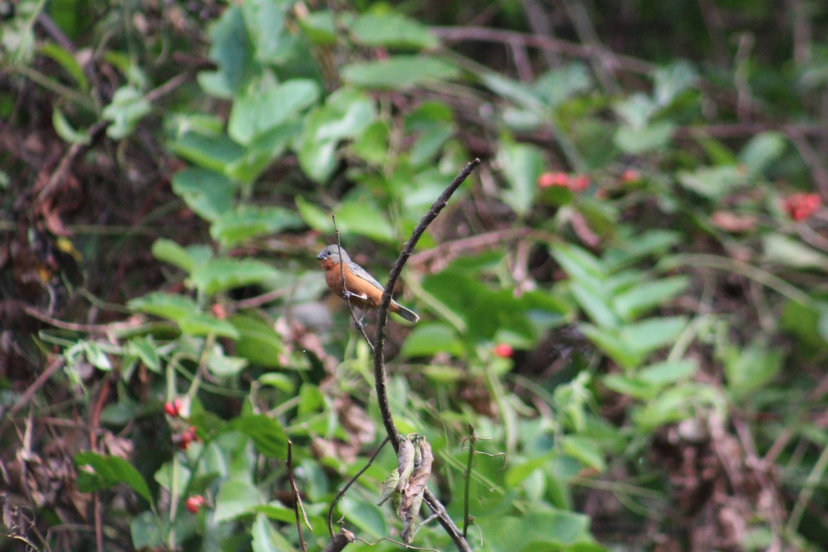 Ruddy-breasted Seedeater - ML635642717