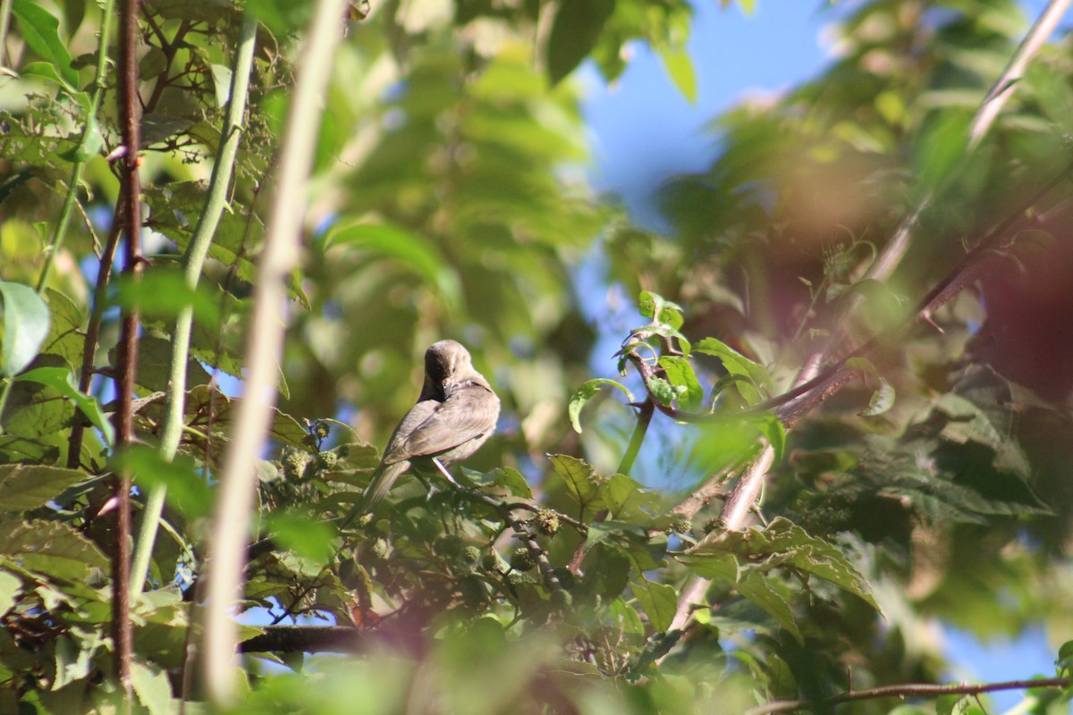Shiny Cowbird - ML635642754