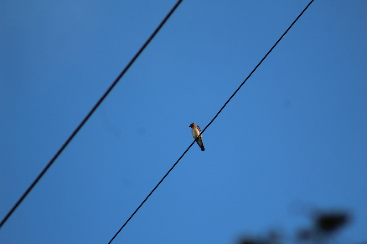 Southern Rough-winged Swallow - ML635642773
