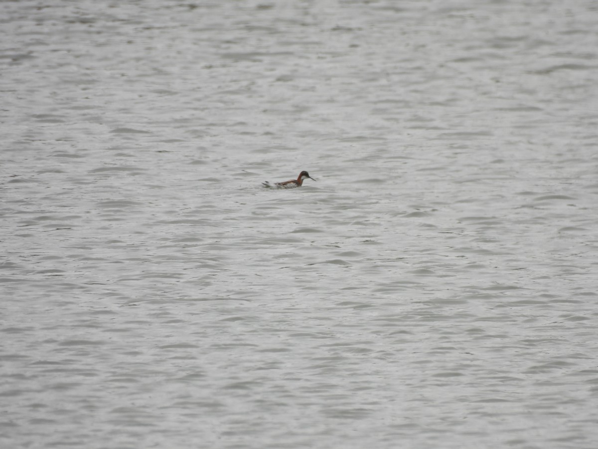 Red-necked Phalarope - ML635642790
