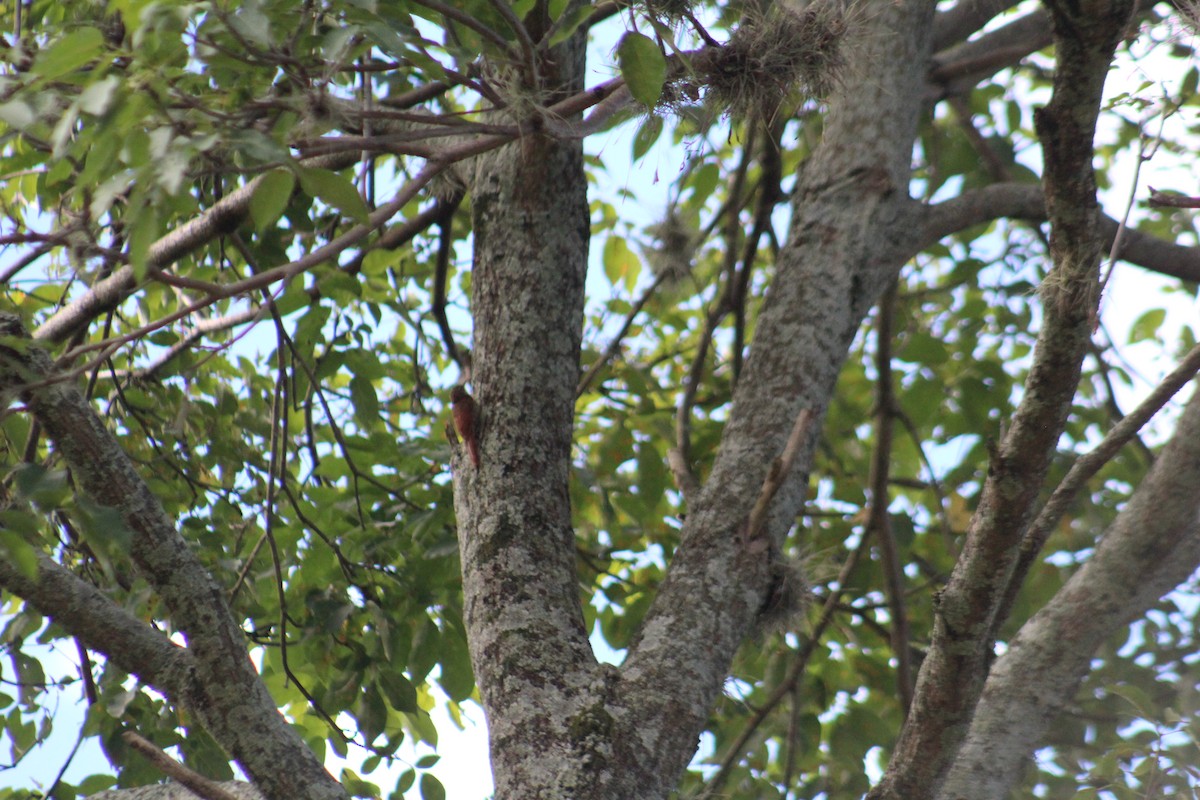 Streak-headed Woodcreeper - ML635642809