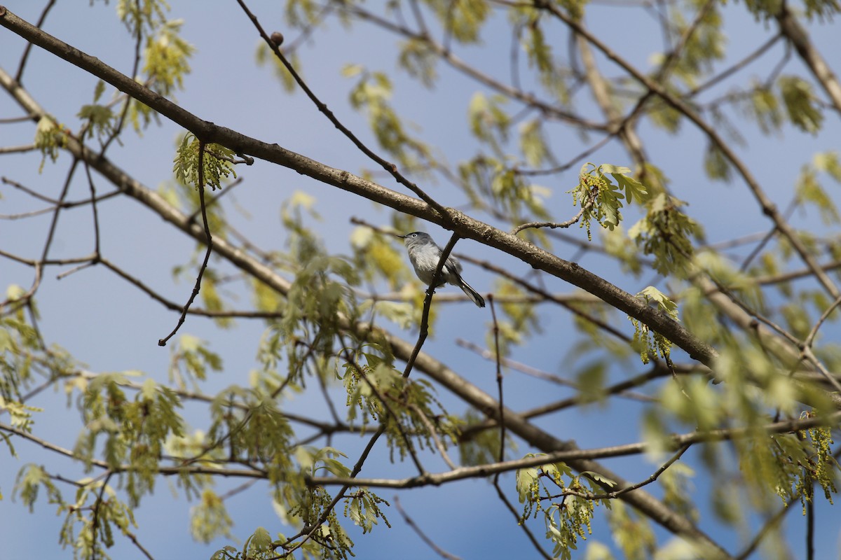 Blue-gray Gnatcatcher - ML635642837