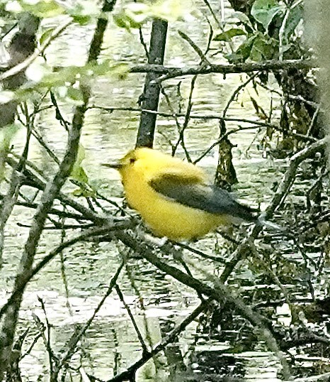 Prothonotary Warbler - ML635642897