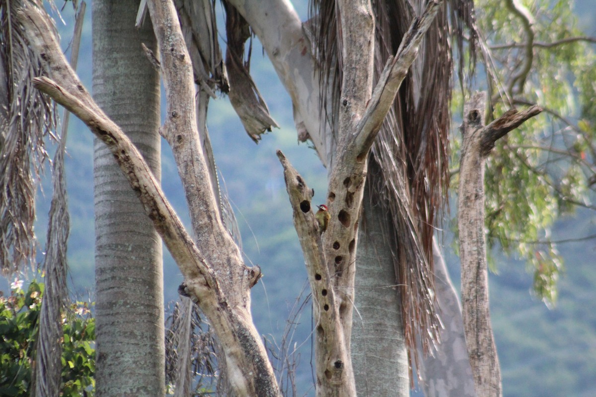 Spot-breasted Woodpecker - ML635642955