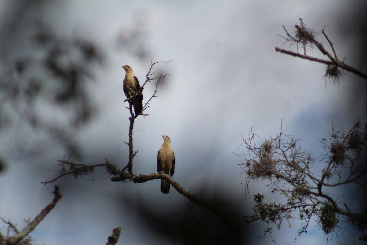 Yellow-headed Caracara - ML635642991