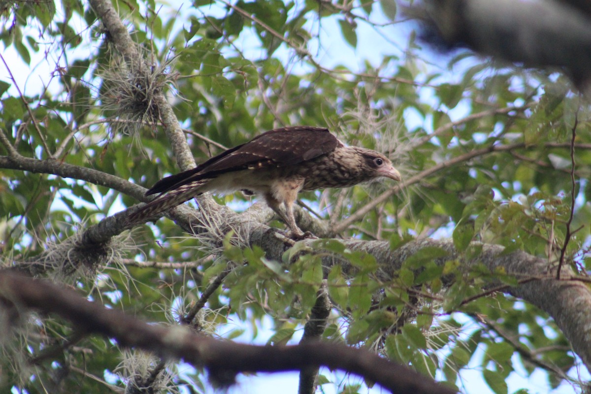 Yellow-headed Caracara - ML635642992