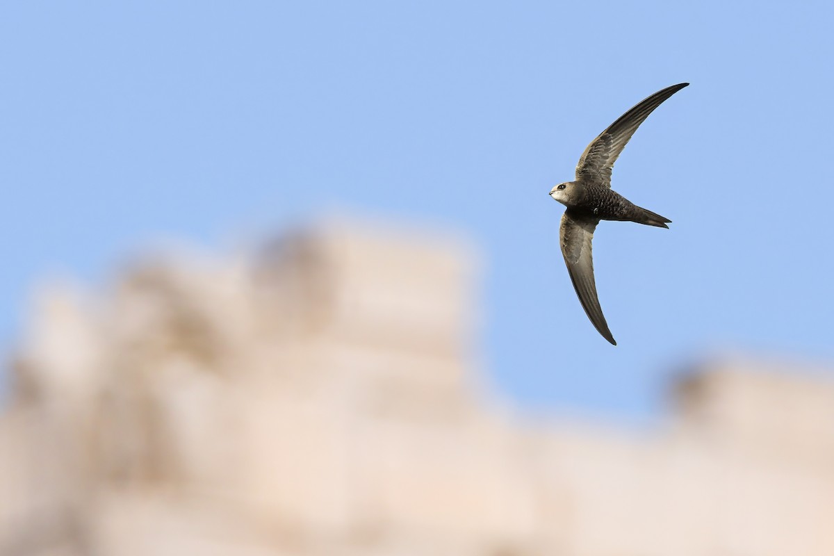 Common Swift - ML635643034
