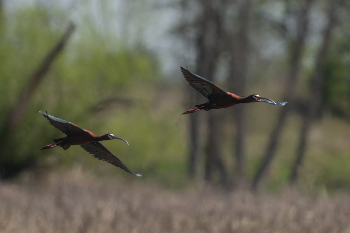 ibis americký - ML635643144