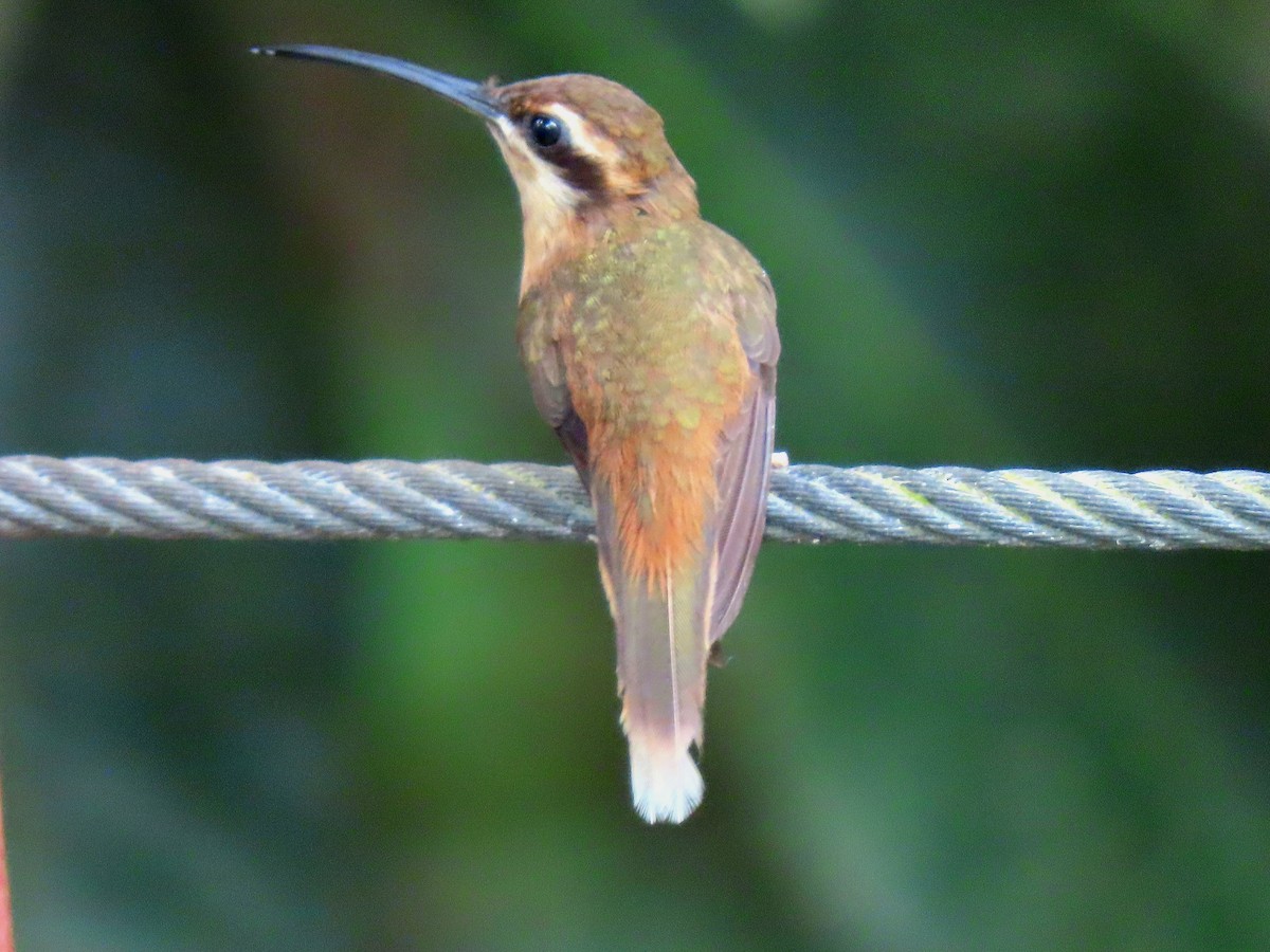 Stripe-throated Hermit - ML635643405