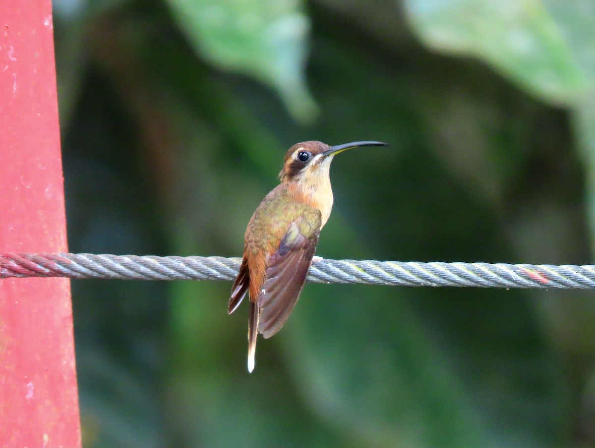 Stripe-throated Hermit - ML635643406