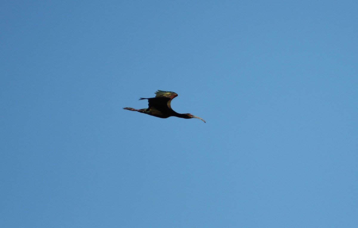 ibis americký - ML635643482