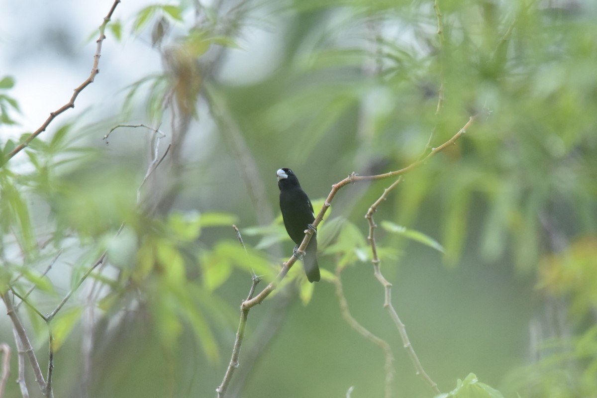 Large-billed Seed-Finch - ML635643491