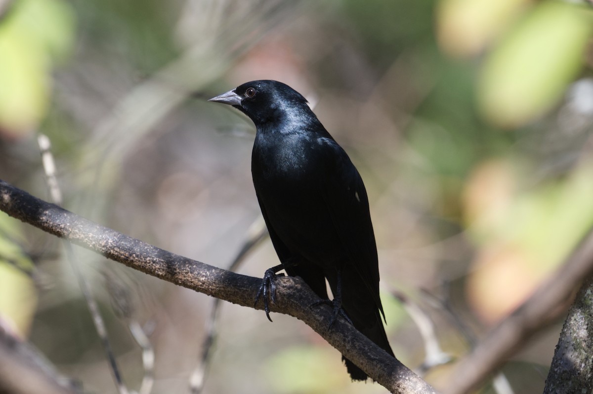 Tawny-shouldered Blackbird - ML635643523
