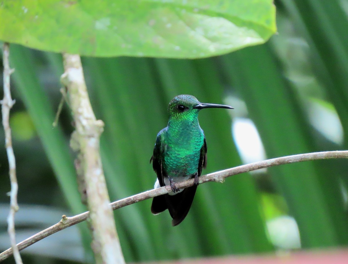 Colibri de Buffon - ML635643581