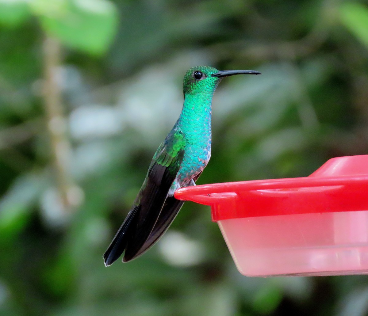 Colibri de Buffon - ML635643582