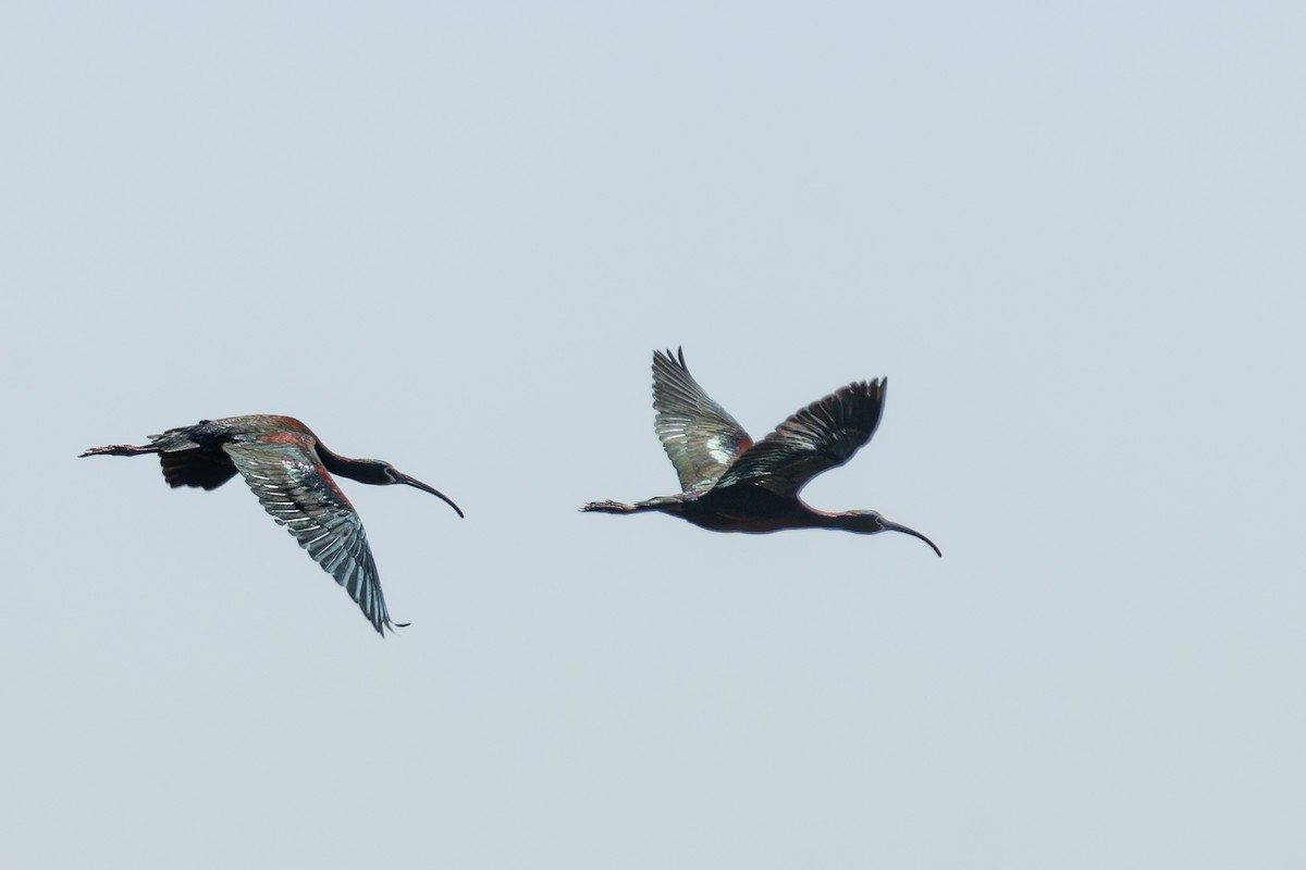 ibis americký - ML635643688
