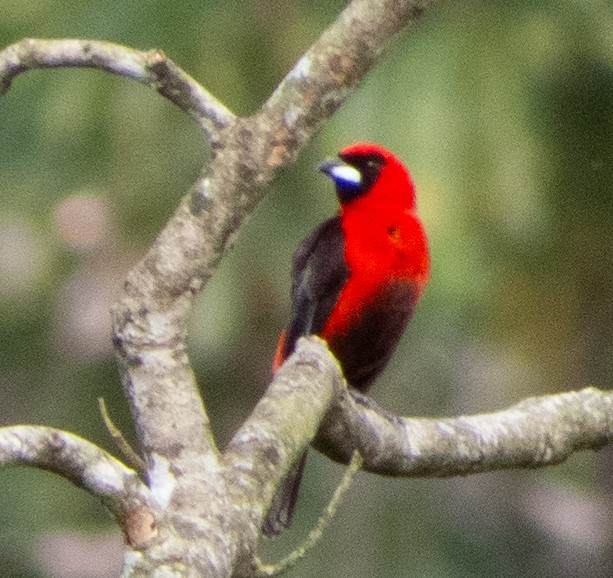 Masked Crimson Tanager - ML635643739